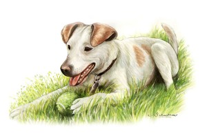 Examples of Pet Portraits