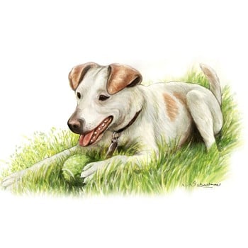 watercolor portrait of a dog sitting with a ball in the grass
