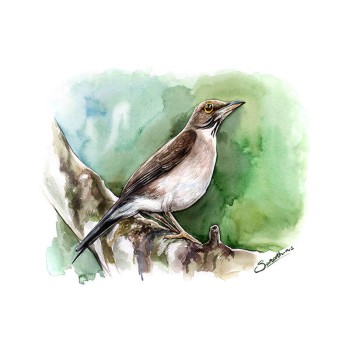 watercolor of a bird on a branch