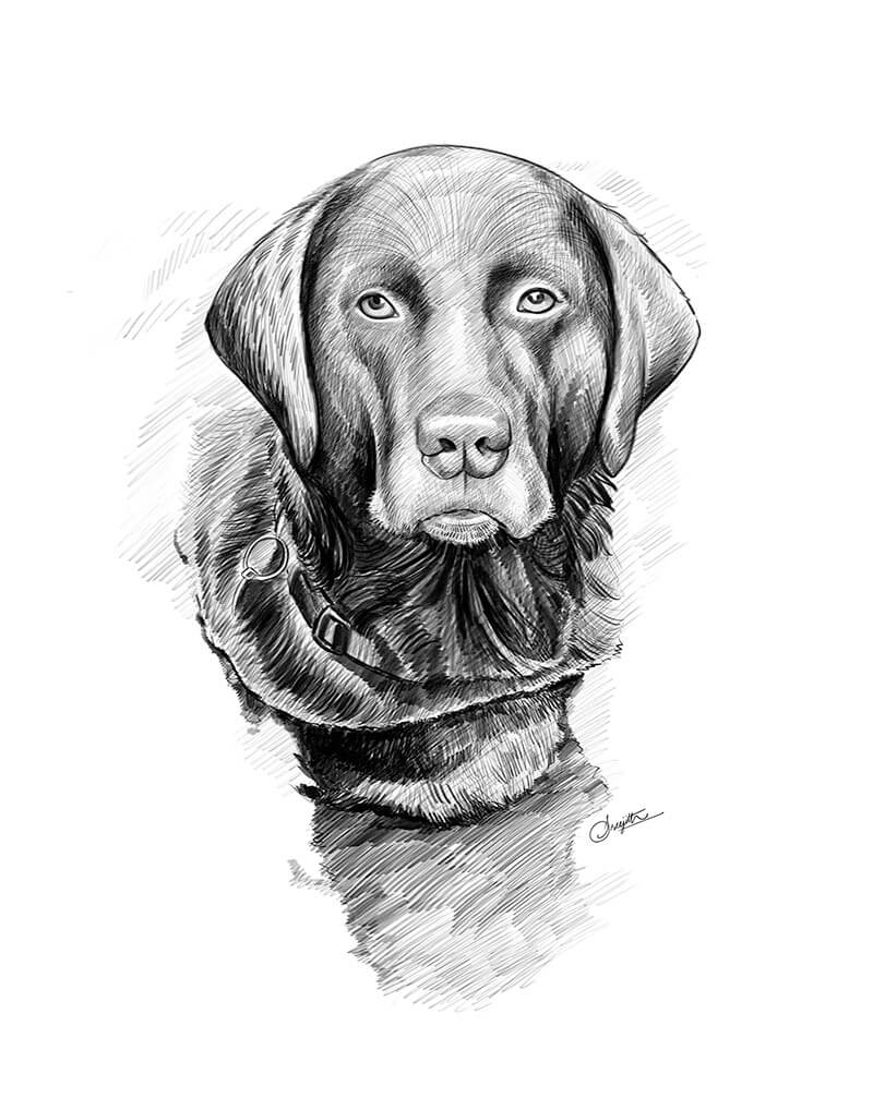 Pet, black & white head drawing