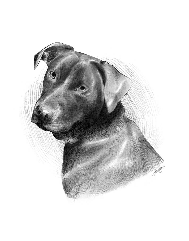 dog pencil sketch